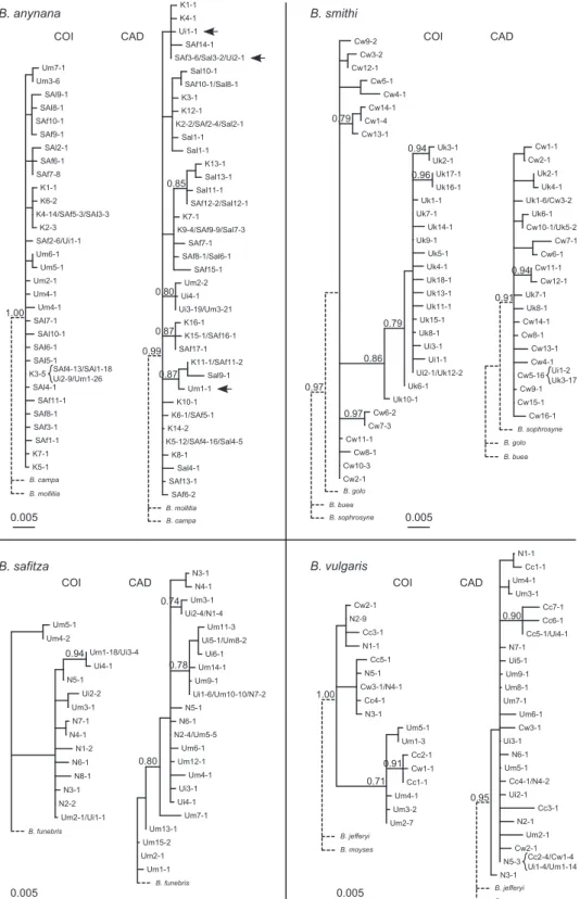 Figure A2. Phylogenetic reconstructions of the species trees using ML on COI and CAD gene sequences