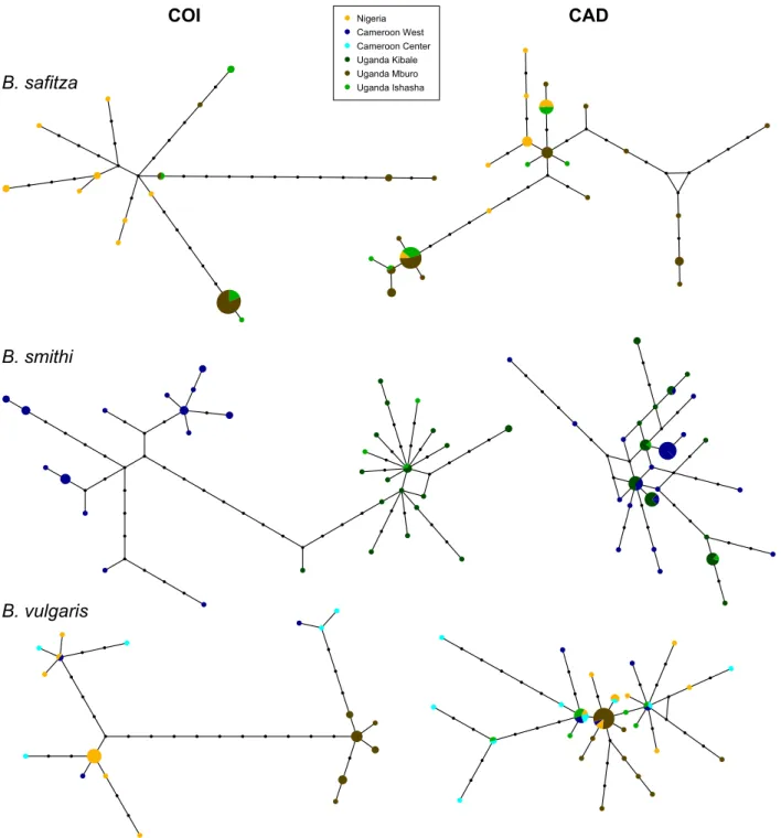 Figure A3. MJ haplotype networks of the two genes for Bicyclus safitza, Bicyclus smithi and Bicyclus vulgaris