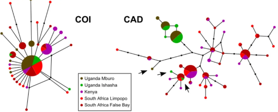 Figure 2. Networks of the COI (left) and CAD (right) genes for Bicyclus anynana. The surface of a circle is proportional to the number of individuals bearing one haplotype