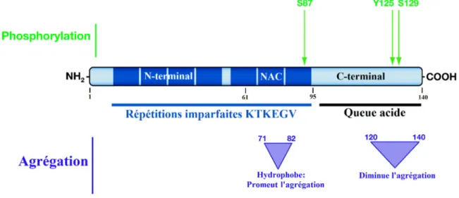 Figure 1.6 Représentation de l'α-synucléine et ses caractéristiques. Figure modifiée de [37]