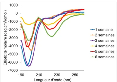 Figure 2.6 Spectres CD de l'α-syn71-82 en fonction du temps lors d'une incubation dans le tampon phosphate 37 °C
