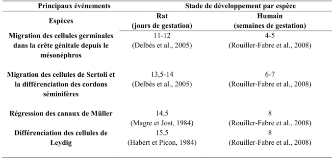 Tableau 1.1. Chronologie de la différenciation de la gonade primitive en testicule fœtal  