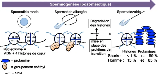 Figure 1.5. Compaction de l'ADN spermatique durant la spermiogenèse. Les queues des histones formant  les nucléosomes dans les spermatides rondes sont acétylées puis il y a une dégradation des histones et ils sont  remplacés par des protéines de transition