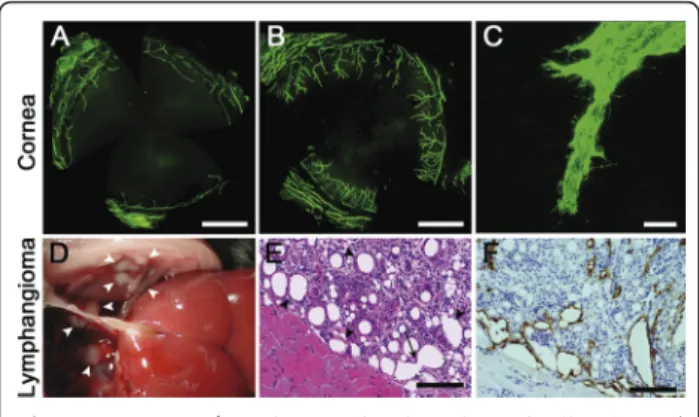 Figure 1 Lymphangiogenesis in vivo . ( A-C ): Corneal lymphangiogenesis induced by thermal cauterization