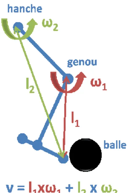 Figure 8 – Représentation schématique de la jambe lors du shoot d’une balle 