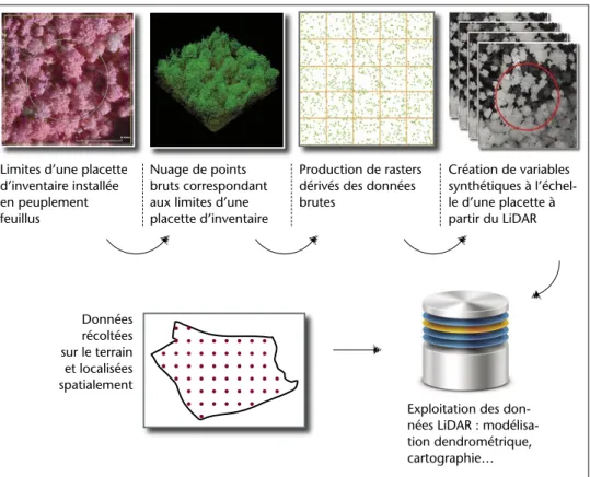 Figure 4 – Le nuage de points est découpé aux limites d’une placette d’inventaire. Des rasters dérivés sont  produits