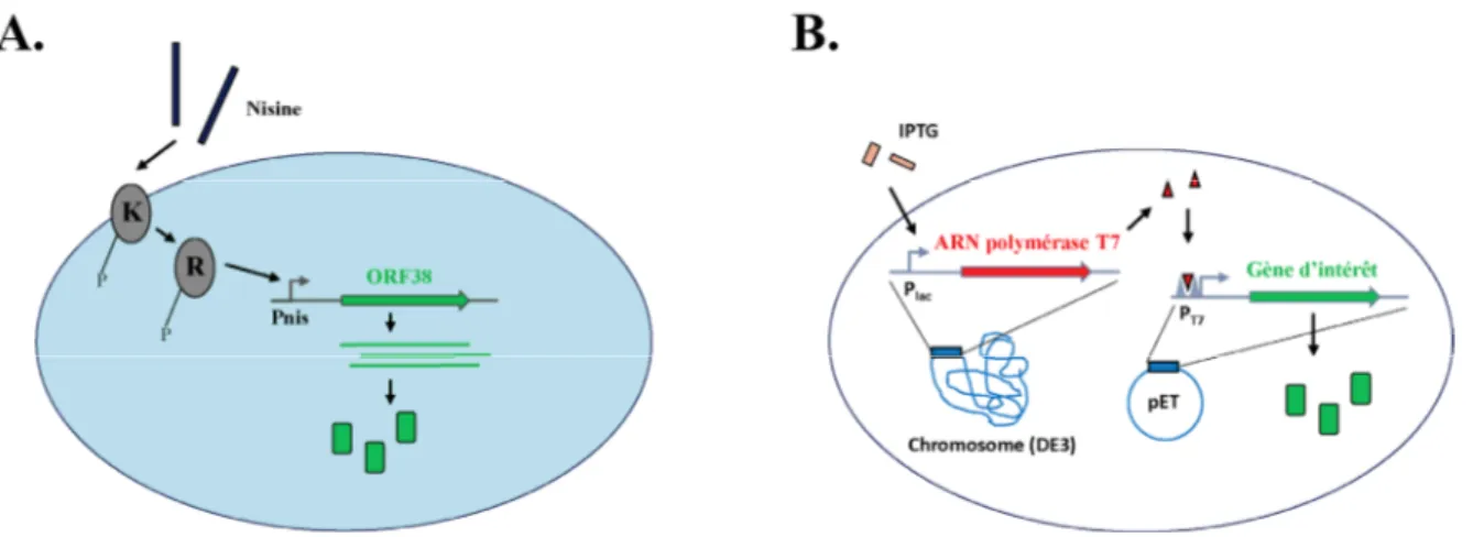 Figure 1.2. Schéma des systèmes d’expression utilisés pour ce projet. (A) Système NICE chez L