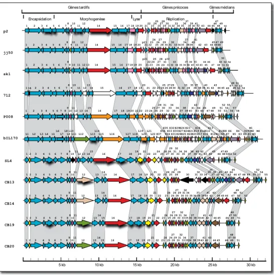 Figure 1.4. Alignements des génomes de phages 936 modèles. Les ORFs de même couleur sont ceux  qui ont plus de 80% d’identité en acide aminé alors que les ombrages gris reliant les génomes démontrent  les régions conservés chez tous les génomes des 936