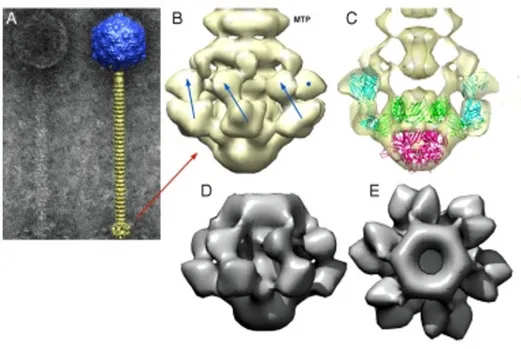 Figure 1.6. Représentation tridimensionnelle des protéines formant la plaque basale du phage p2