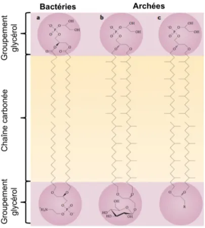 Figure 1-2.  Comparaison des lipides membranaires des bactéries avec ceux des archées
