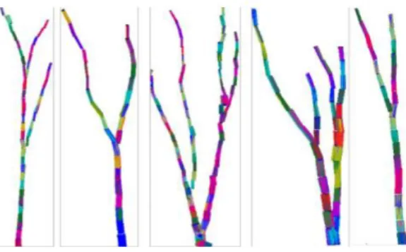 Figure 23:Reconstruction de tronc et de branches par  approximation cylindrique d'un nuage de points ; Crédit :  Rahman et al