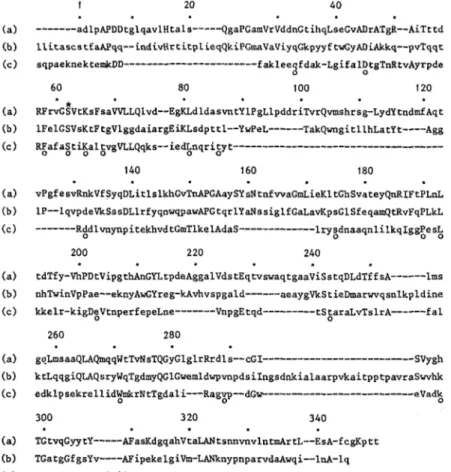 Fig. I .  Possible  amino acid  sequence  alignment  of  the active-site serine  extracellular DDpeptidase  of  Streptomyces  R61  ( a ) ,   the  class  C  j-  lactamase  of  Escherichia  coli  (chromosome) ( b )  and  the class  A  fl-lactamase  of  Bacil