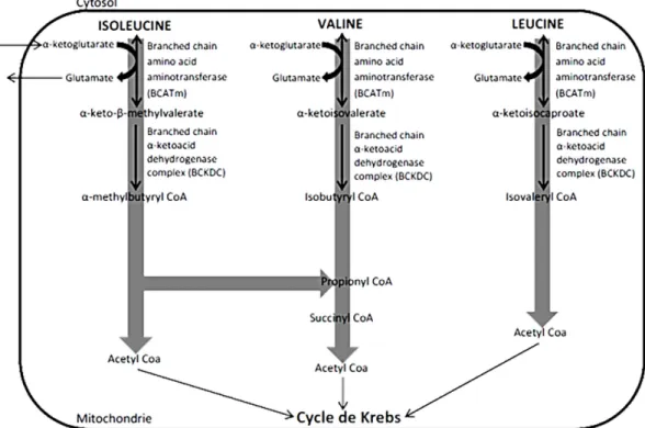 Figure 3: Catabolisme des acides aminés à chaîne ramifiée  Adapté de Salway, 2004 