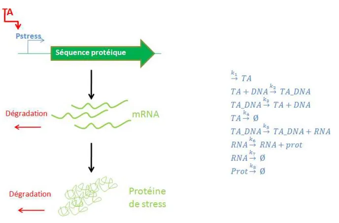 Figure  3:  modelling  a  set  of  biochemical  reactions  involved  in  stress  response:  induction  of  a  stress  pormoter  (Pstress) leading to the synthesis of a protein 