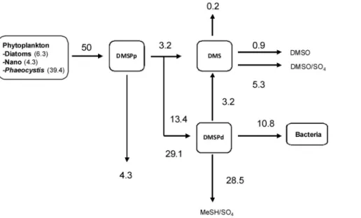 Figure 7. Seasonal evolution of DMSPp concentration simulat- simulat-ed by the MIRO-DMS model for year 1989 for different phytoplankton S:C ratio (see Table 2 for the description of the sensitivity tests).