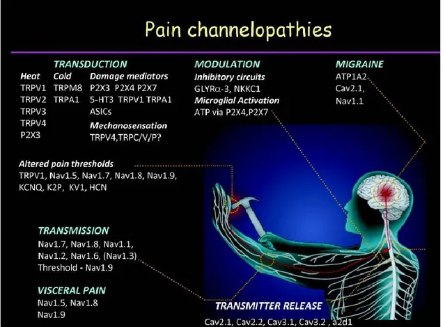 Figure 7. Canalopathies associées à des syndromes  douloureux 