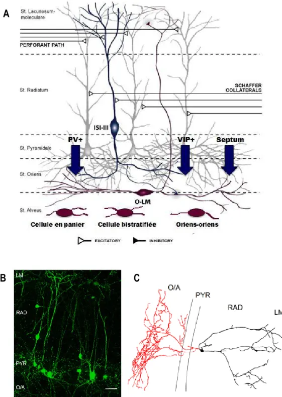 Figure 2 : Contrôle inhibiteur des O-LM, innervation et identification des cellules IS-3