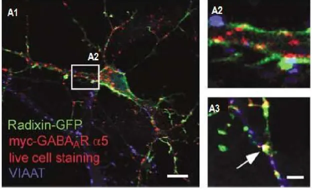 Figure 6: Localisation synaptique de radixine, α5-RGABA A  et de « clusters » de radixine/α5-RGABA A