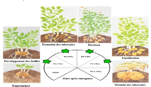 Figure 1. Cycle de croissance et de développement de la pomme de terre (Kotchi, 2004) 