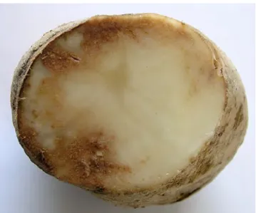Figure 4. Tubercule de pomme de terre atteint par le mildiou (Gérard, 2013) 