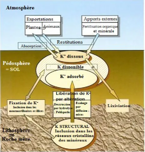Figure 7. Le cycle biogéochimique du potassium et biodisponibilité du potassium minéral  du sol (Schvartz et al., 2005) 