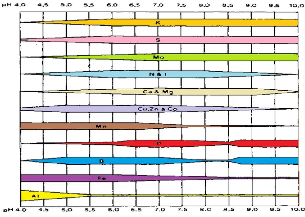 Figure 8. Disponibilité relative d’éléments courants dans les sols minéraux selon le pH  (Truog, 1948) 