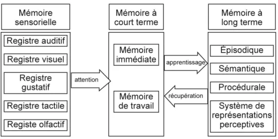 Figure 3 : Le passage de l’information mnésique par les cinq sens 