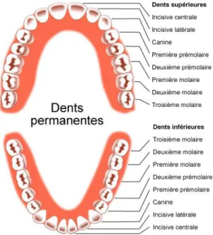 Figure 4 : Dentition fixe et adulte 