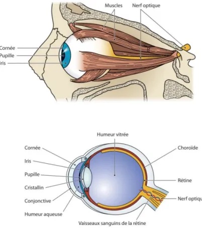 Figure 6 : Anatomie oculaire 1   