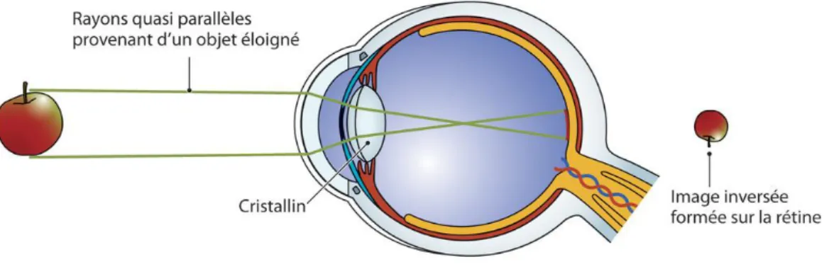 Figure 8 : Physiologie oculaire et rétinienne 1