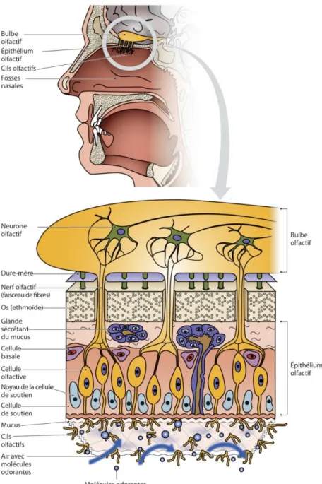 Figure 10 : Anatomie et structure de l'appareil olfactif 1