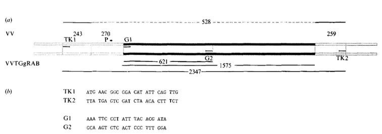 Fig.  1.  (a) The  c D N A   of the  rabies glycoprotein gene under  the control of a  promoter (P)  is inserted within the  T K   gene of the  VV  genome