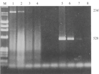 Fig.  2.  Electrophoretic gel  analysis of  PCR  products of  different  dilutions of VVTGgRAB (lane 1, 2, 3, 4) or VV (lane 5, 6, 7, 8) in  normal fox DNA