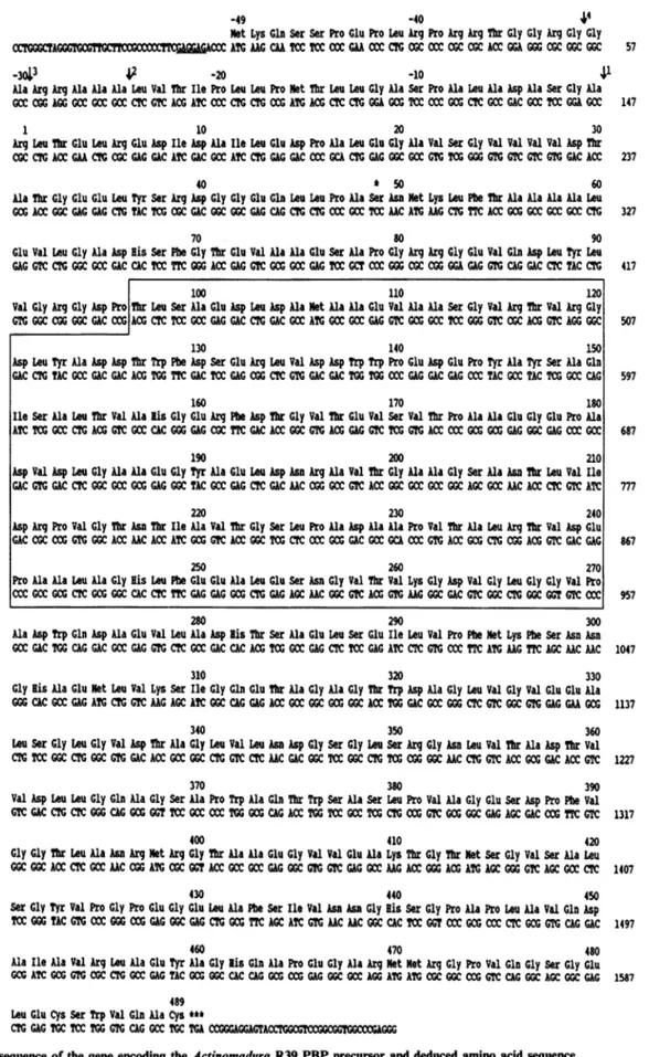 Fig. 3. Nucleotide sequence of the gene encoding the Actinomadura R39 PBP precursor and deduced amino acid sequence