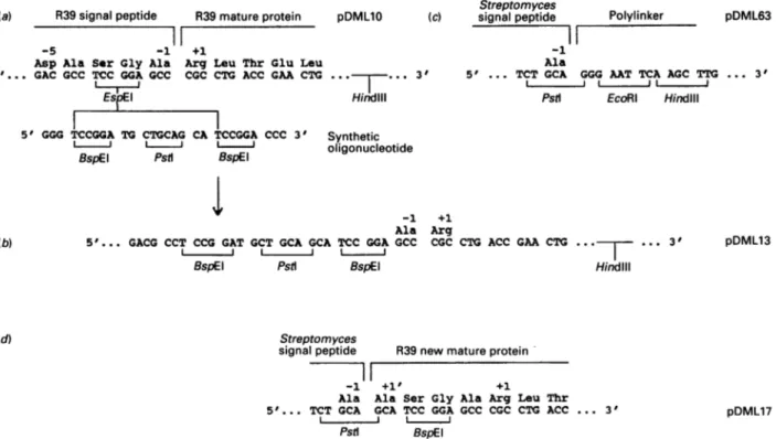 Fig. 4. Introduction of the DNA sequence encoding the mature Actinomadura R39 DD-peptidase/PBP in the Streptomyces secretion vector pDML 63: