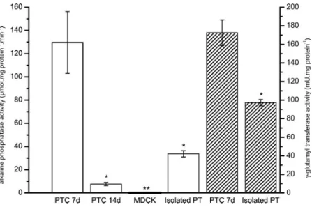 Fig. 5. Alkaline phosphatase and ␥ -glutamyl-transferase activ- activ-ity in primary PTC