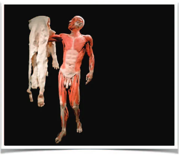 Figure 6 : Repr e´ sentation de la totalit e´  de la peau sur un  e´ corch e´  : Source Body Worlds- Worlds-Gunther von Hagens $ 