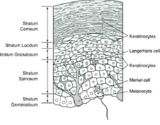 Figure 8 : R e´ partition cellulaire  e´ pidermique et organisation en couches   e´ pidermiques