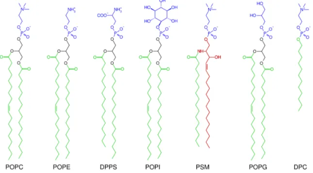Figure 1.7: Structure de phospholipides d’intérêt. Têtes polaires incluant les phosphates en bleu