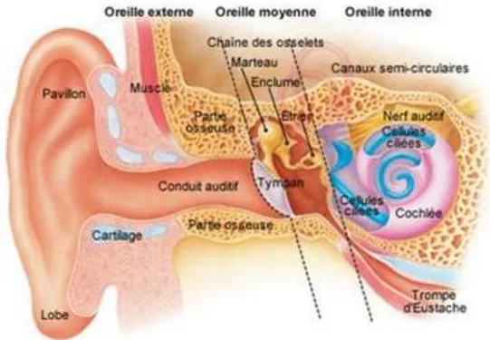 Figure 1- Le système auditif 