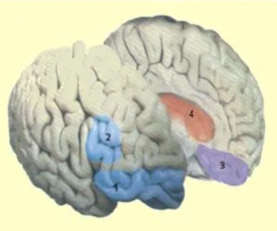 Figure 2- Emplacement neurologique des émotions 
