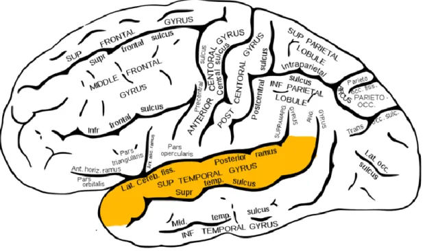 Figure 7- Sillon Temporal Supérieur 