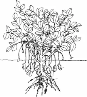 Figure 1 : Plante d’arachide  (source  http://agora.qc.ca) 