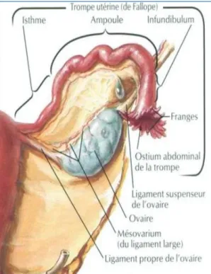 Figure 7 : Anatomie de la trompe