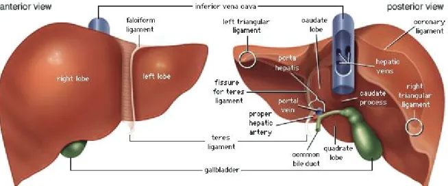 Figure 4: Vue antérieure et postérieure du foie (Encyclopaedia Brittanica, 2003) 
