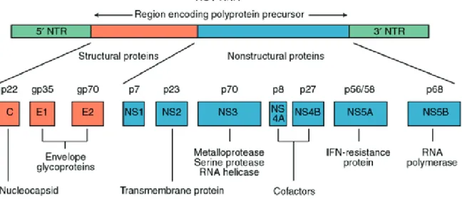 Figure 7: Représentation du génome du VHC  (Expert reviews in molecular medicine , 2003) 