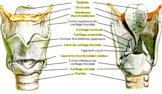 Figure 1 : L'anatomie du larynx– source : L’anatomie en orthophonie