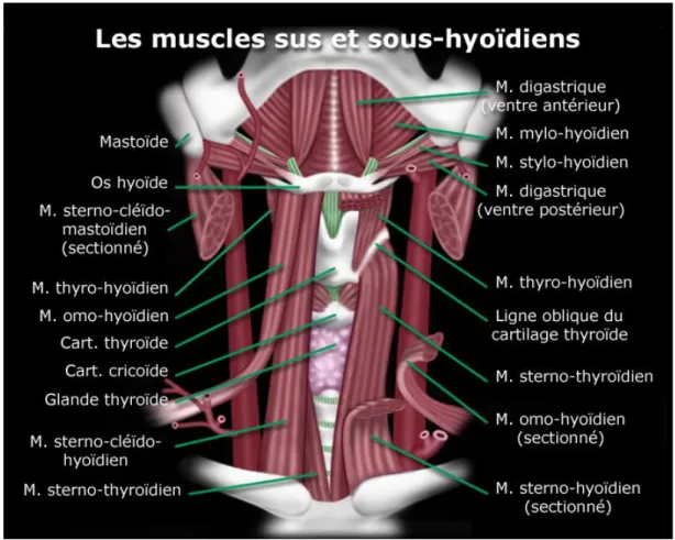 Figure 3 : Les muscles extrinsèques du larynx – source : http://md.ucl.ac.be