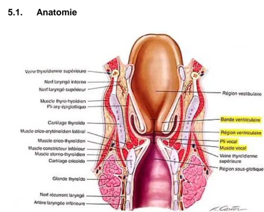 Figure 4 : Coupe coronale du larynx – source : L’anatomie en orthophonie