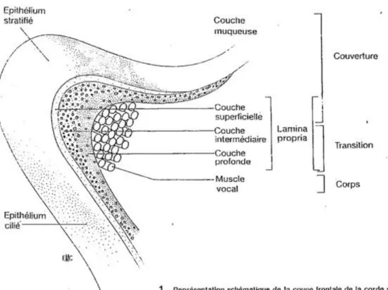 Figure 5 : Coupe frontale de la corde vocale – source : http://slideplayer/fr